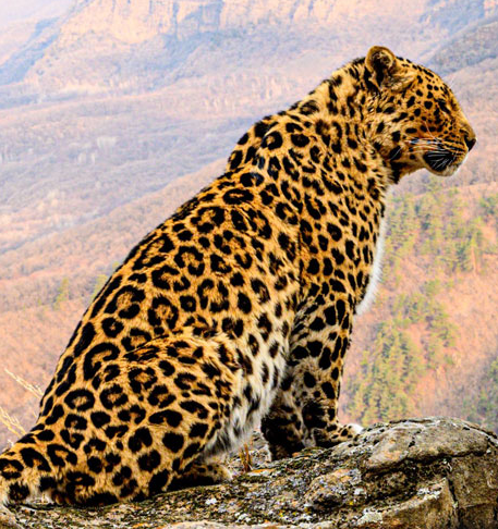 Новогоднее путешествие  с посещением национального парка «Земля леопарда»